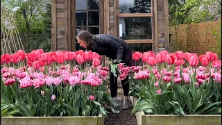 Spring Garden Maintenance In My Cut Flower Garden / Northlawn Flower Farm