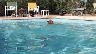 French Bulldog Enjoys Pool Time (Once Again)