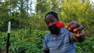 First Scotch Bonnet Pepper harvest of the season