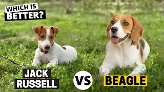 Beagle vs. Jack Russell: Which is Better for you?