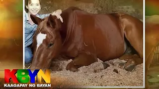 KBYN: Mga kabayong hindi na makapangarera hinahanapan ng bagong tahanan