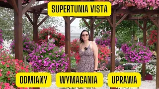 Supertunia Vista - odmiany, wymagania i uprawa (Surfinia o obfitym kwitnieniu i małych wymaganiach)