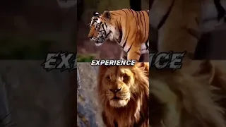 lion vs tiger #tiger#lion#edit #shorts