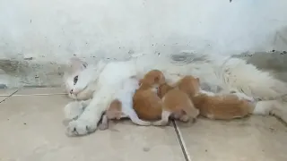 LUCU..!! Bayi Kucing Kecil Berebut Minum Susu..|| FUNNY..!! Little Baby Cats Fight to Drink Milk.||