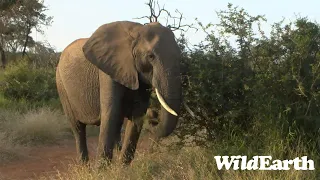 WildEarth - Sunrise Safari - 02 May 2023