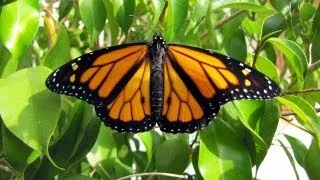 Monarch Mania! Monarch Butterfly Life Cycle