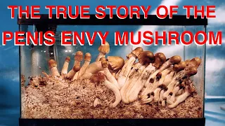 The True Story of the Penis Envy Mushroom