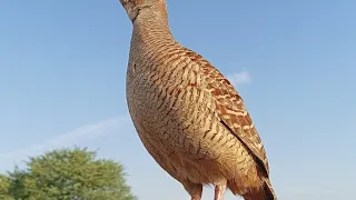 The Sound Of The Pheasant Bird