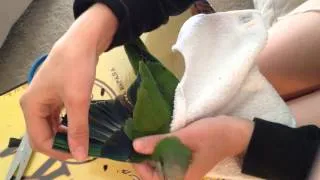 How to clip a birds wings