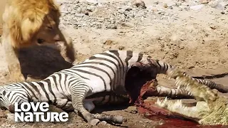 Lion and Crocodile Go To War Over Meal | Love Nature