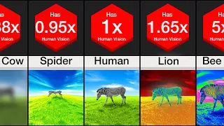 Comparison: Animal Vision