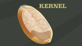 What's in a kernel?