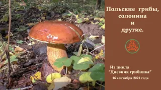 Польские грибы, солонина и другие. Дневник грибника 16 сентября 2021 года.