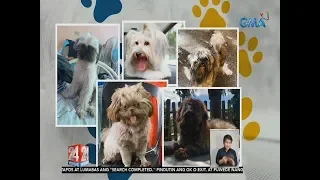 24 Oras: Pet owners, sinubukan ang D.I.Y. grooming sa kanilang mga alaga