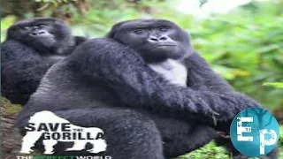 Saving the World's Last Mountain Gorillas। Full documentary
