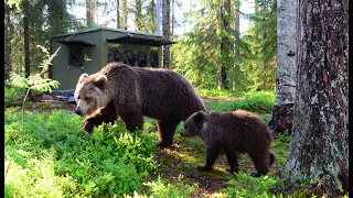Stunning Brown Bear Encounters while on Holiday in Finland