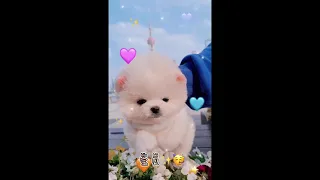 【Compilation】Dog Pet Puppy Pomeranian Grooming Teddy bear style ! dogs story #83