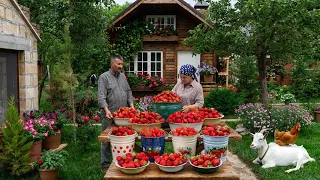 Organic Strawberries Harvesting and Prepare Natural Sweets