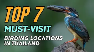 Thailand’s BEST Birding Locations - Part 1