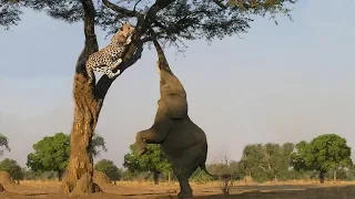 Wonderful Elephant Chasing Leopard To Protect Each Other || Leopard run away Climb Up Tree