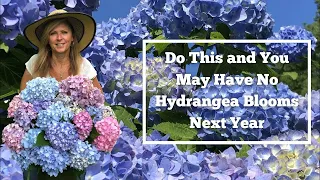 Do This and You May Have No Hydrangea Blooms Next Year