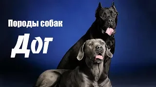 Породы собак. Дог