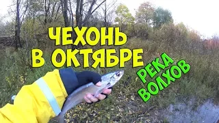 Рыбалка на реке Волхов | Поплавочная снасть | Чехонь