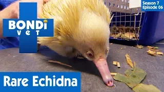 🦔 Rare Albino Echidna | FULL EPISODE | S7E6 | Bondi Vet