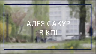 Алея сакур у КПІ