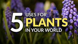 Worldbuilding Fantasy Plants! 5+ uses for magical plants in your novel or RPG campaign!