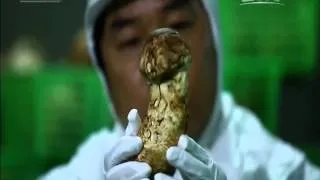 DOCUMENTAL 02/09/2016 Un bocado de China Episodio1