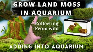 Land Moss in Aquarium | Growing land moss in aquarium | #landmossinaquarium #growinglandmoss