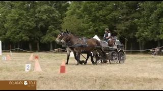 La mule Poitevine