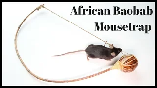 African Baobab Mousetrap