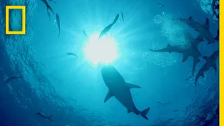 How Dolphins Evade Shark Attacks | Sharks vs. Dolphins: Blood Battle