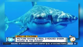 2-headed shark?