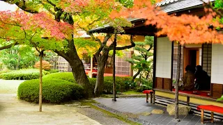 Introducing the Japanese garden and tea room with beautiful autumn leaves.
