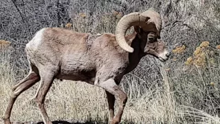 Ram. Waterton Canyon, CO / Снежный баран