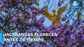 Alerta florecimiento de jacarandas antes de tiempo