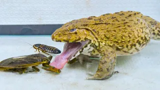 Asian Bullfrog Try To Eat Giant Water Bugs & Dubia Roaches! Warning Live Feeding