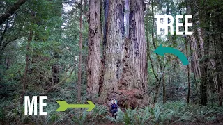 WORLD'S TALLEST TREES LIVE HERE? | Backpacking Redwood National Park