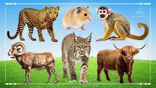 Cute Baby Monkeys: Leopard, Hamster, Bighorn Sheep, Lynx & Highland Cow - Animals Paradise