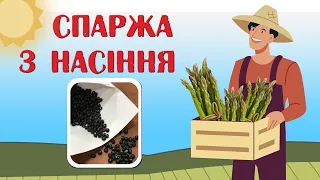 Як виростити спаржу з насіння. Простий, перевірений спосіб.