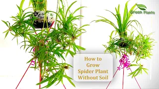 How to Grow Spider Plant Without Soil | Spider Plants In Water Indoor//GREEN PLANTS