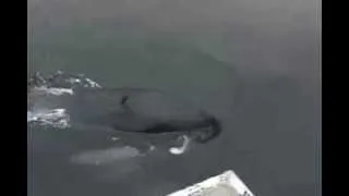 La vidéo d'une orque {Luna} qui imite à la perfection le bruit d'un moteur de bateau !!