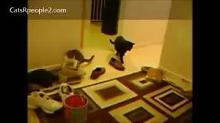 Смешное видео кошки бояться на Youtube Самый смешной кот видео Подборка На YouTube