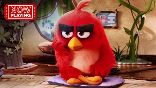 The Angry Birds Movie | Anger Management