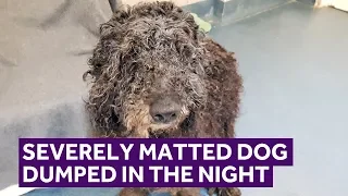 Severely Matted Dog Dumped In The Night | Mayhew