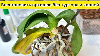 Восстановить орхидею БЕЗ ТУРГОРА листьев и с маленькими КОРНЯМИ