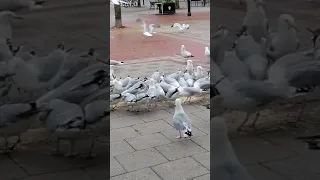 Hungry Herring Gulls of Worthing